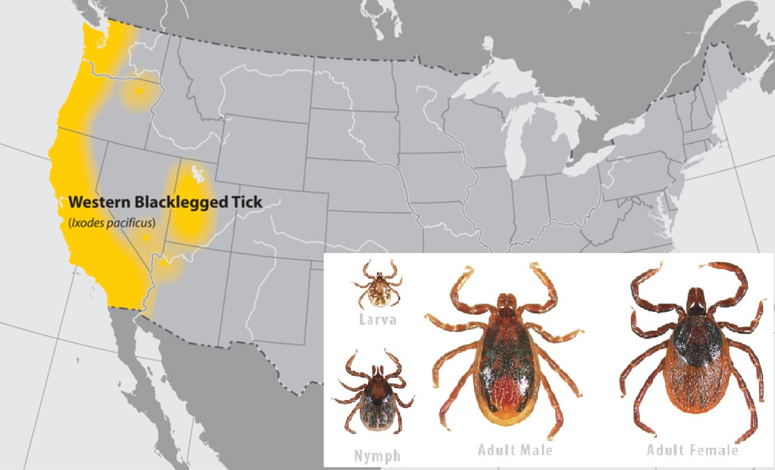 Ticks In Oregon Map Everything You Never Wanted To Know About Ticks In Oregon | That 