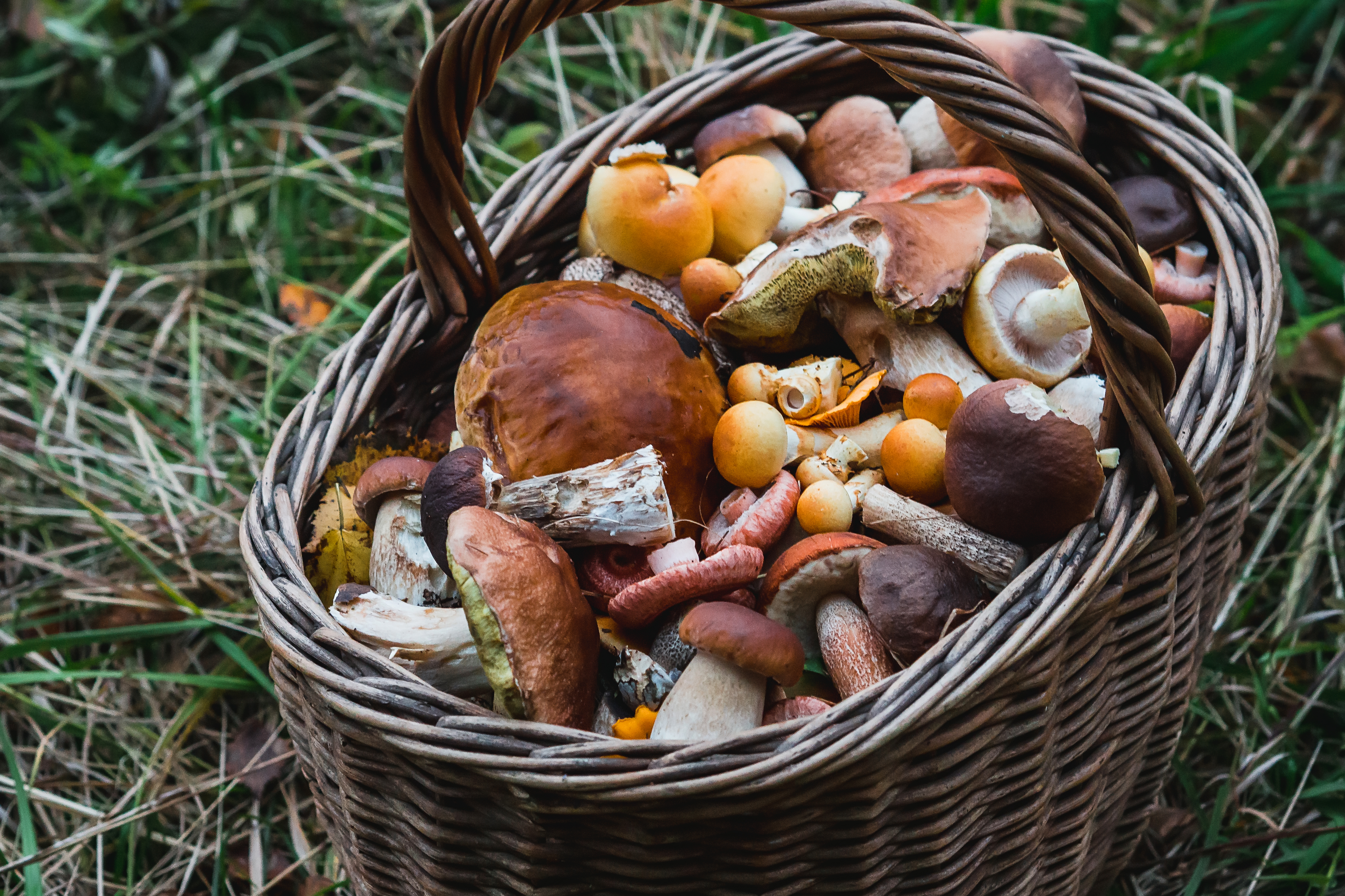 Forage Your Own Wild Mushrooms In Oregon This Fall That Oregon Life