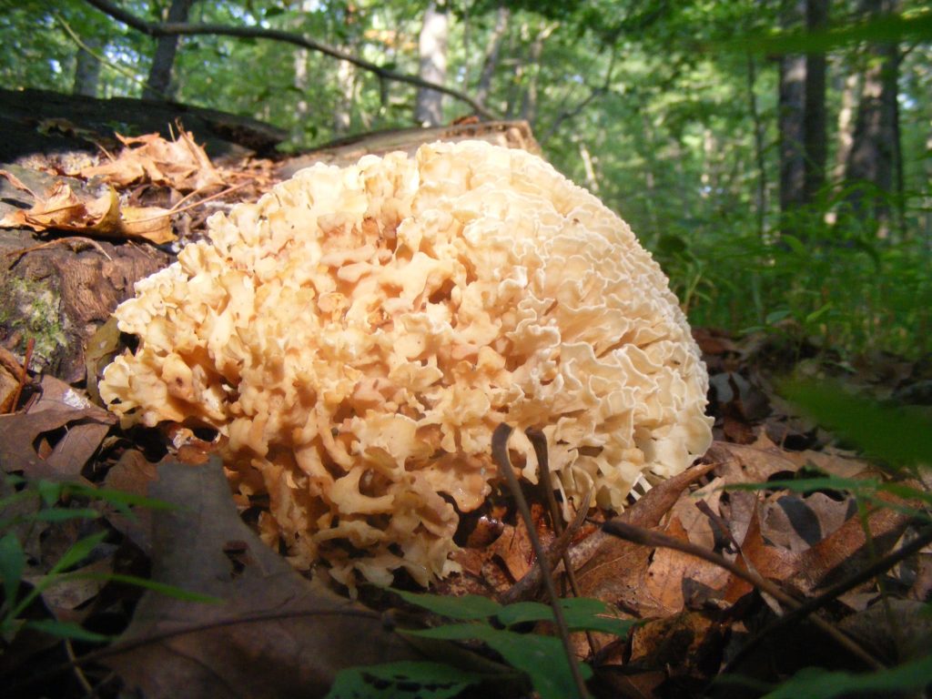 Forage Your Own Wild Mushrooms in Oregon This Fall