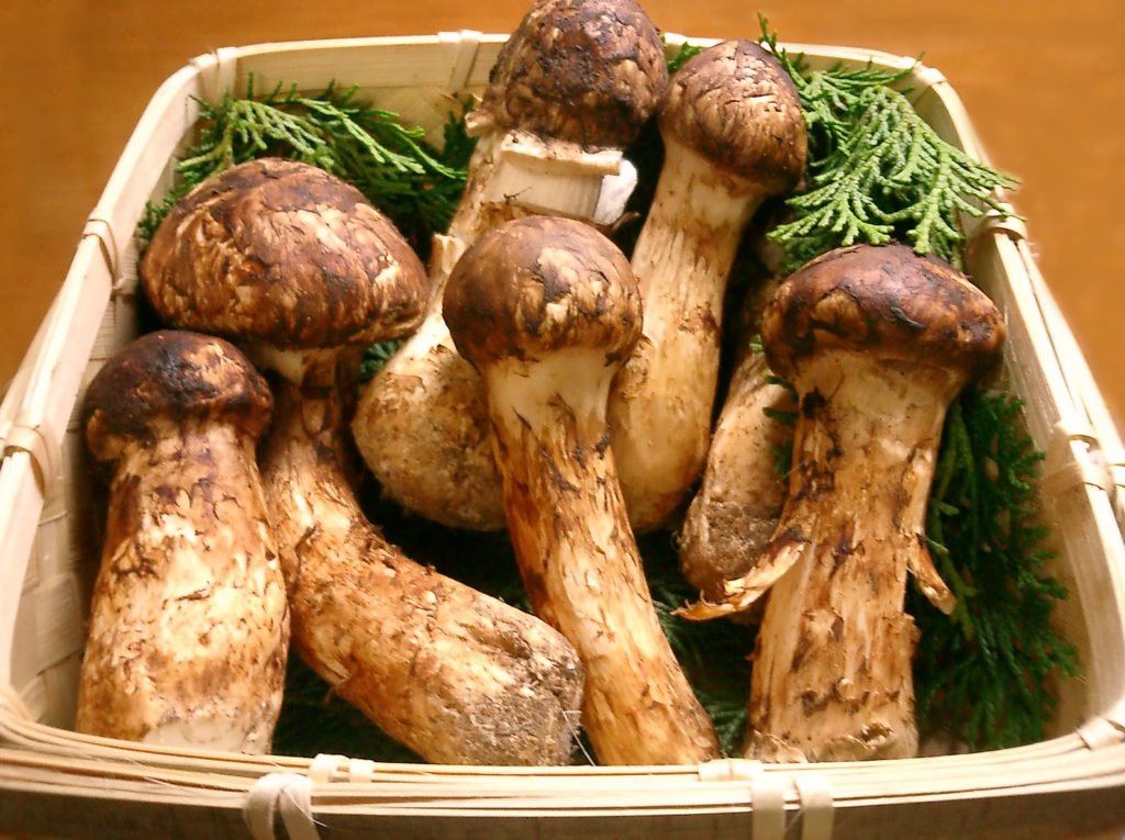 Forage Your Own Wild Mushrooms in Oregon This Fall