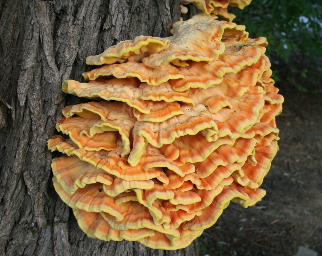 Chicken of the woods mushroom.