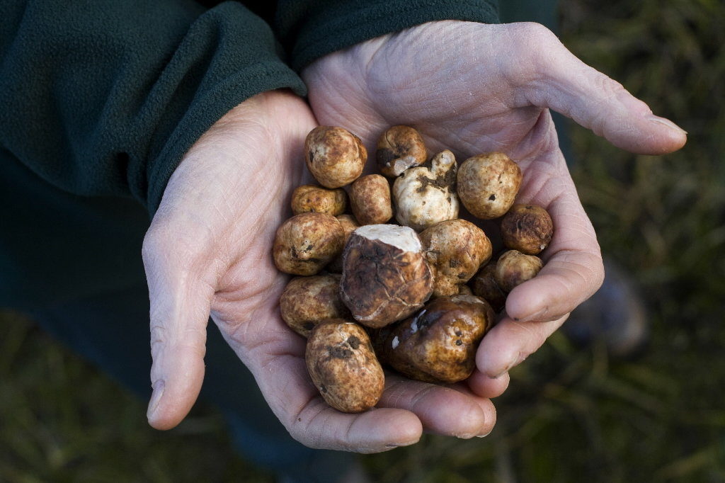 White Truffles