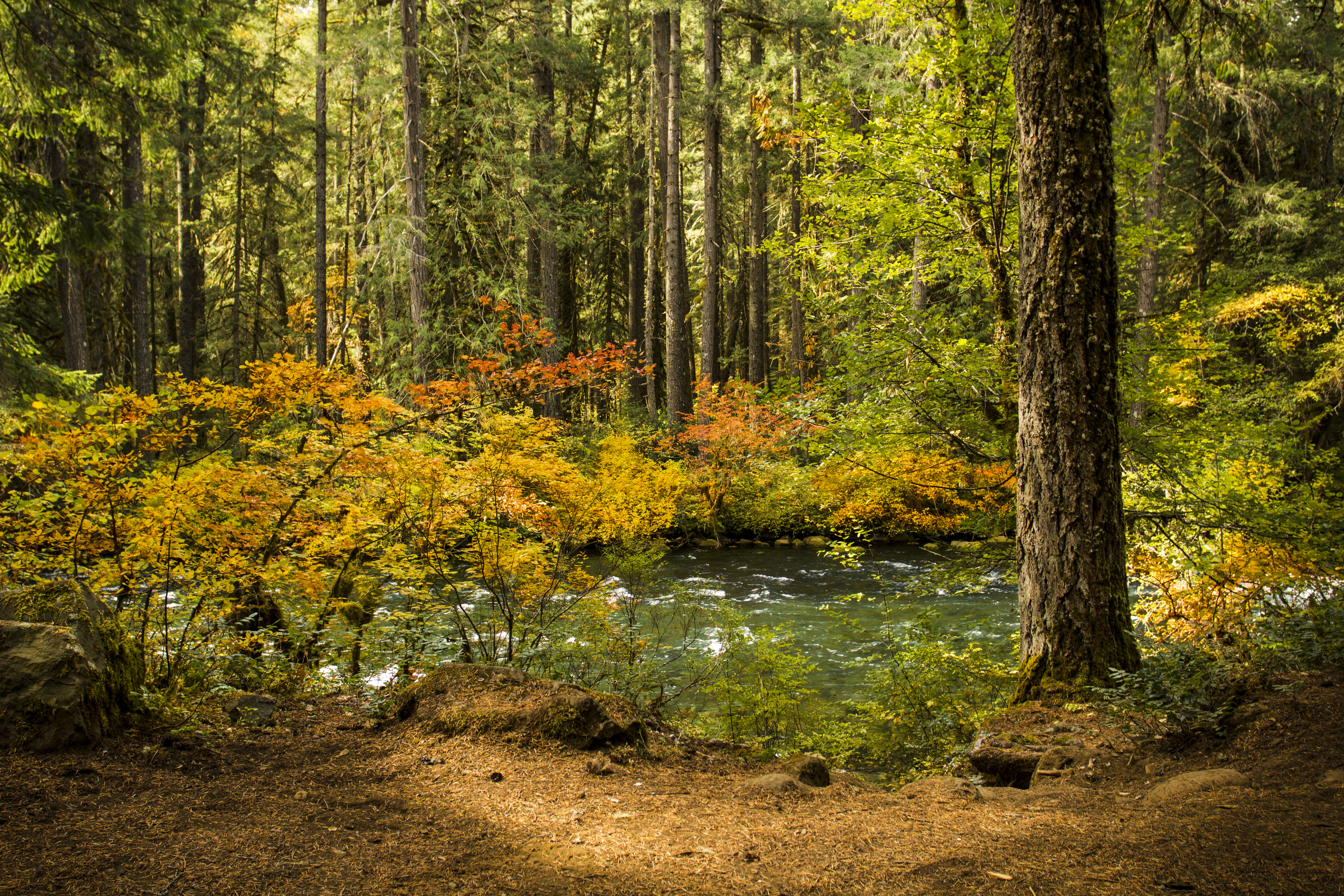 Лес без деревьев реки без воды. Лес листья. Листва леса. Осень лес водоем.