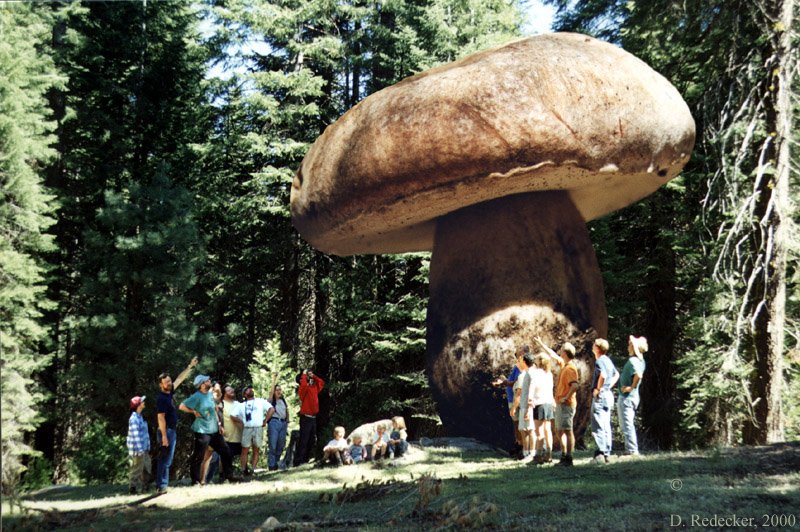 The Largest Organism on the Planet Is Right Here in Oregon