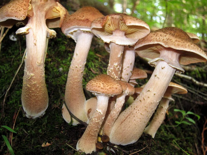 armillaria