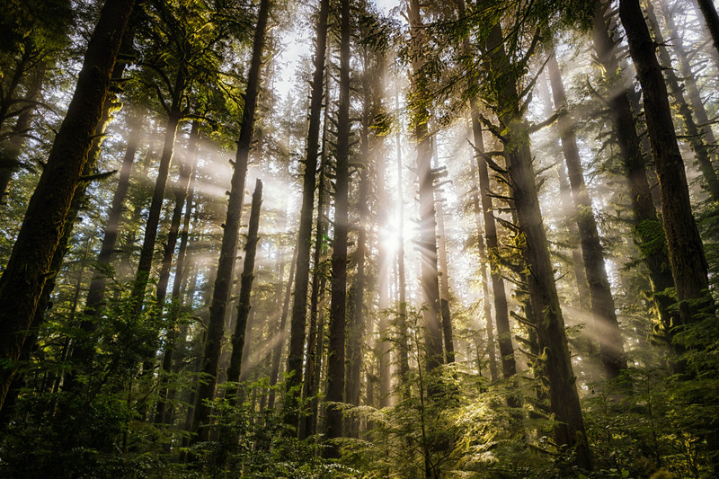 fabrik hø vores Stuck Inside? Take A Virtual Oregon Nature Tour With Us