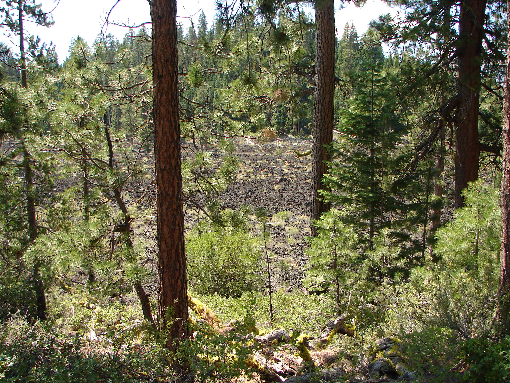 Lava Forest Oregon Geology Bend What To Do With Kids