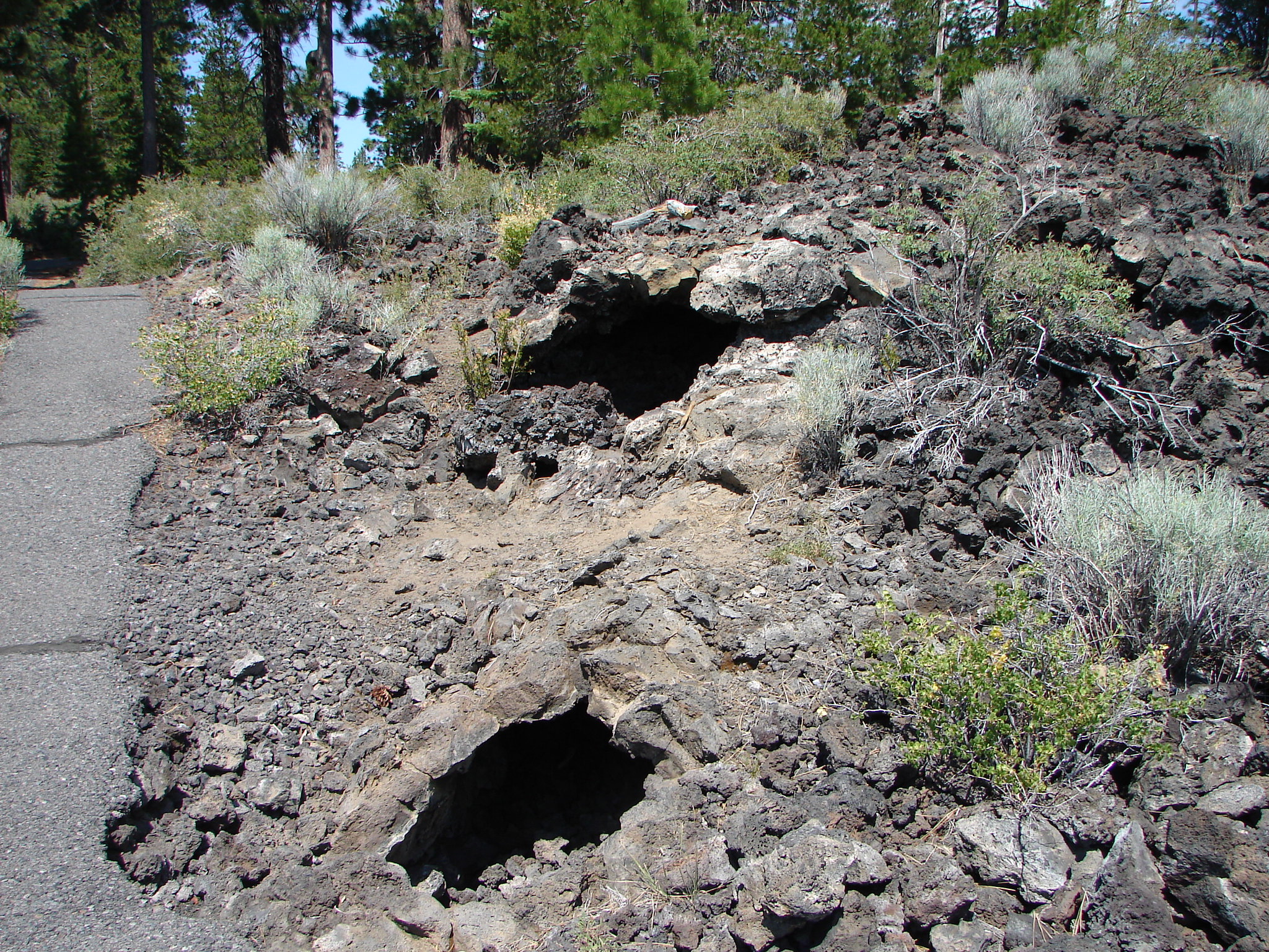 lava cast forest