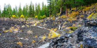 Lava Cast Forest Oregon