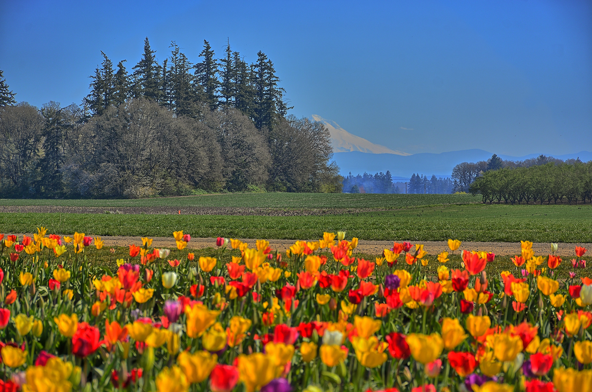 10 Photos That Prove Oregon Is The Most Beautiful State In Spring