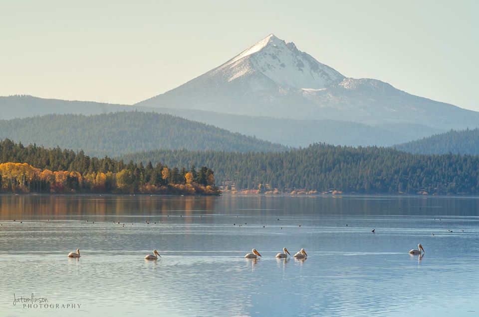 mt mclouglin