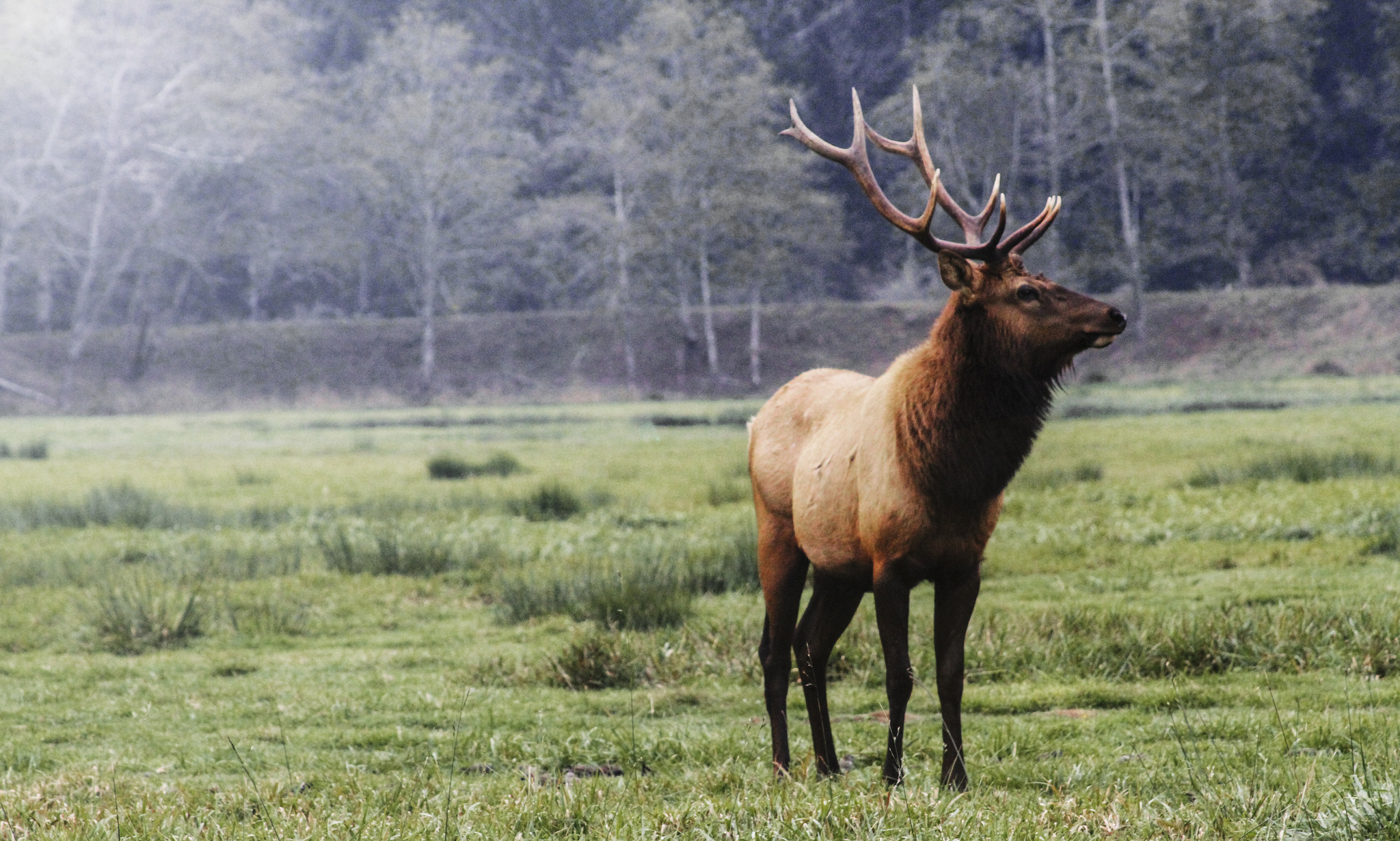 Oregon Elk Viewing Dean Creek Wildlife