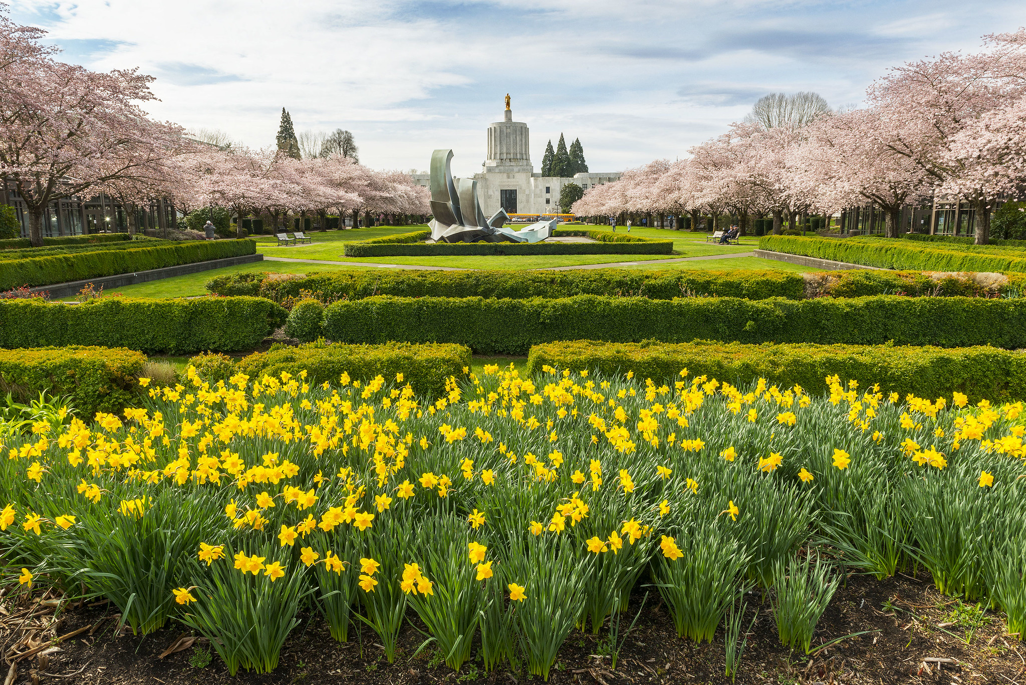 The state capital building on a spring day. There are yellow flowers, green lawns, and pink blooming cherry trees in front of the Capital building.