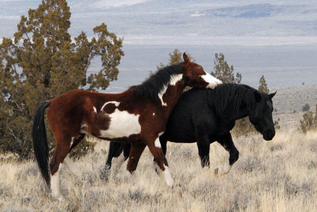 These Beautiful Wild Horses Were Unknown Until Discovered In Oregon In 1977