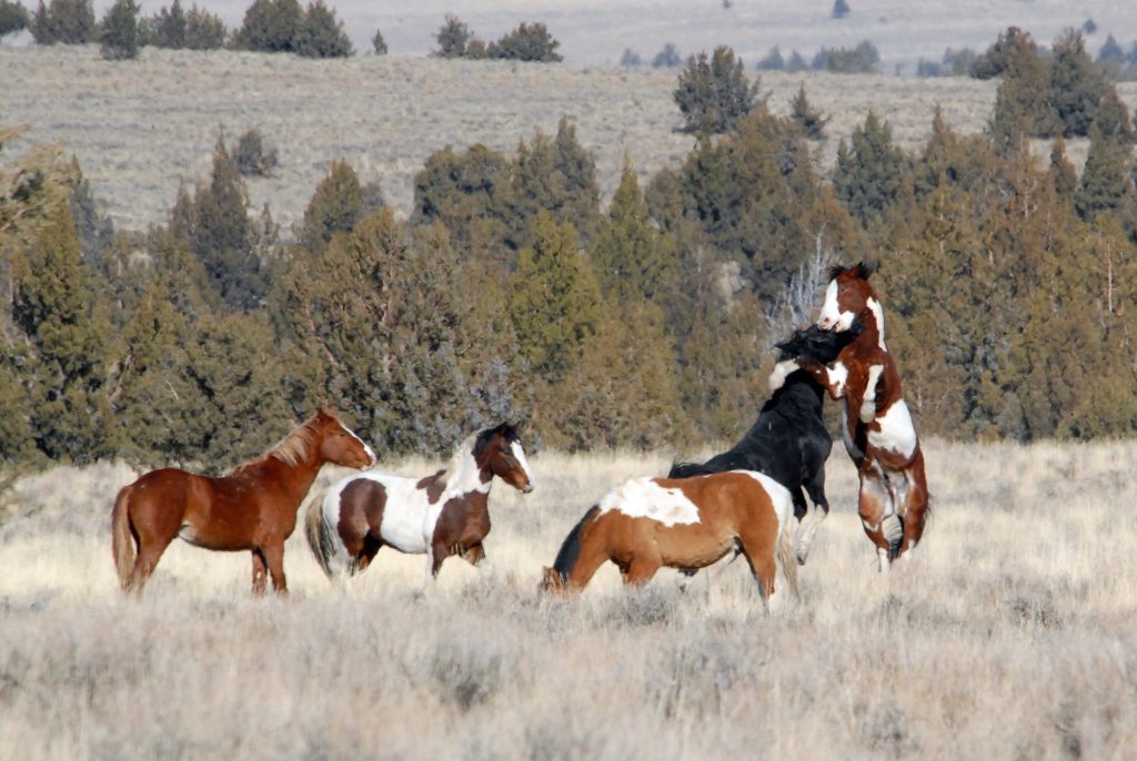 wild horses, steens, SE oregon