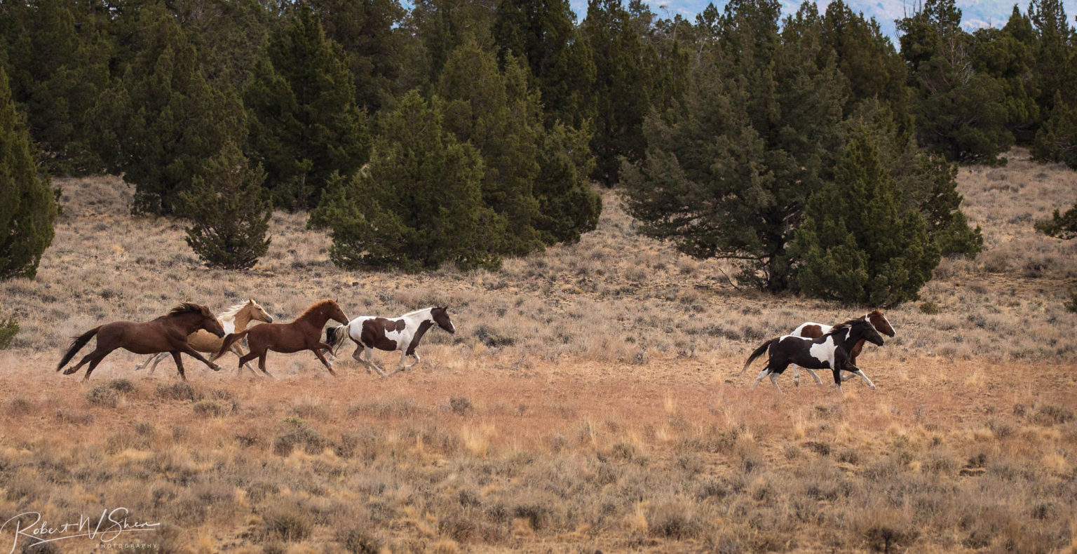 These Beautiful Wild Horses Were Unknown Until Discovered In Oregon In 1977
