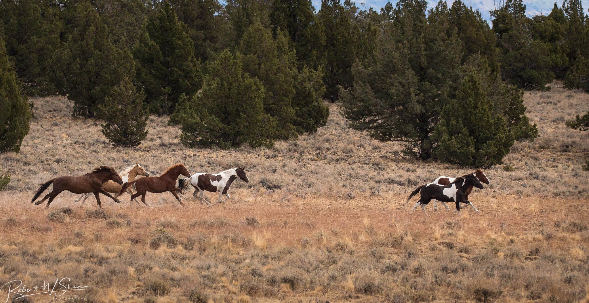 Where to see wild horses Oregon