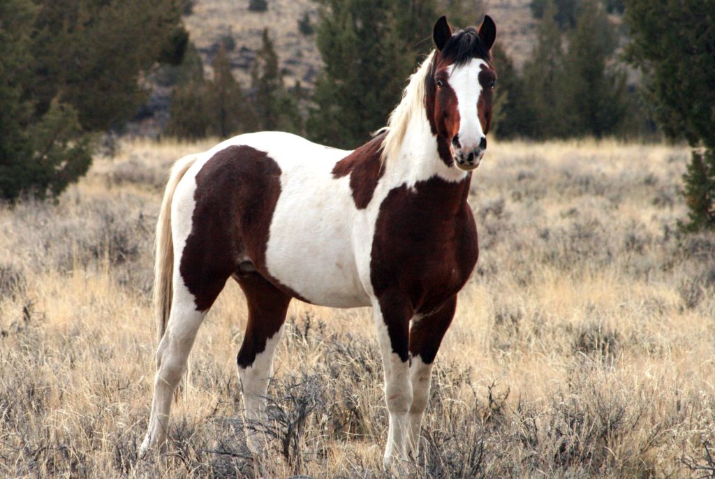 Where to see wild horses Steens Mountains Oregon