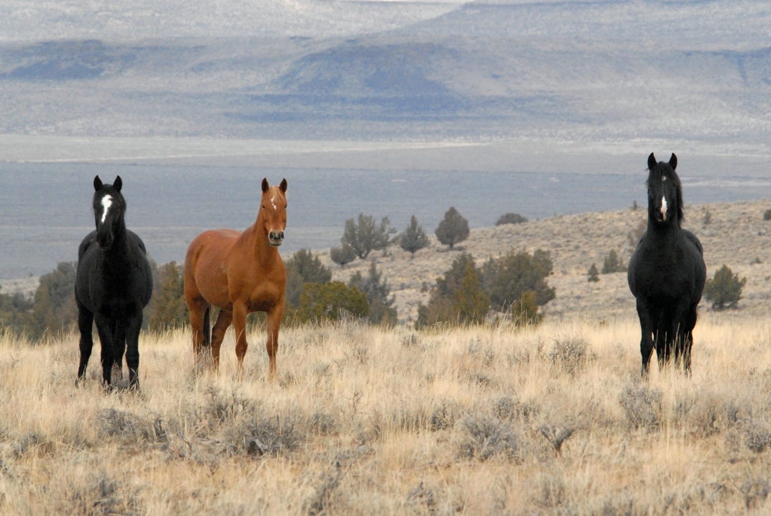These Beautiful Wild Horses Were Unknown Until Discovered In Oregon In 1977