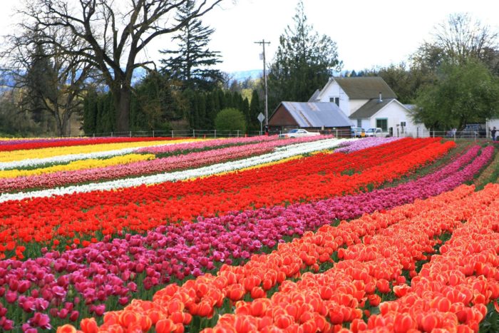 Tulip Fields at Tulip Fest