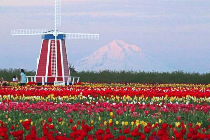 Windmill in Tulip Field at Tulip Fest 