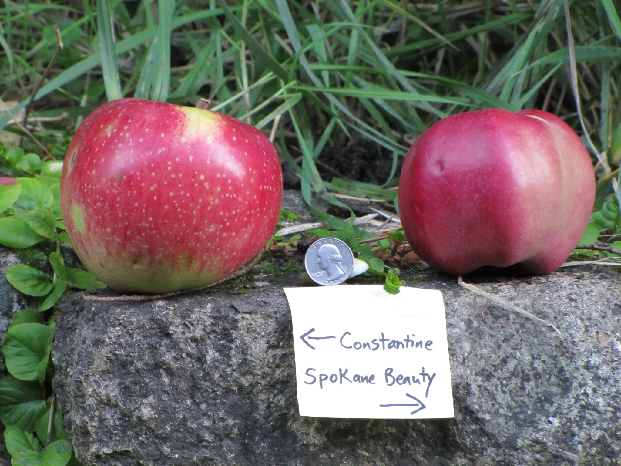This Oregon Conservancy Is Helping Identify Rare Apple Varieties Lost To