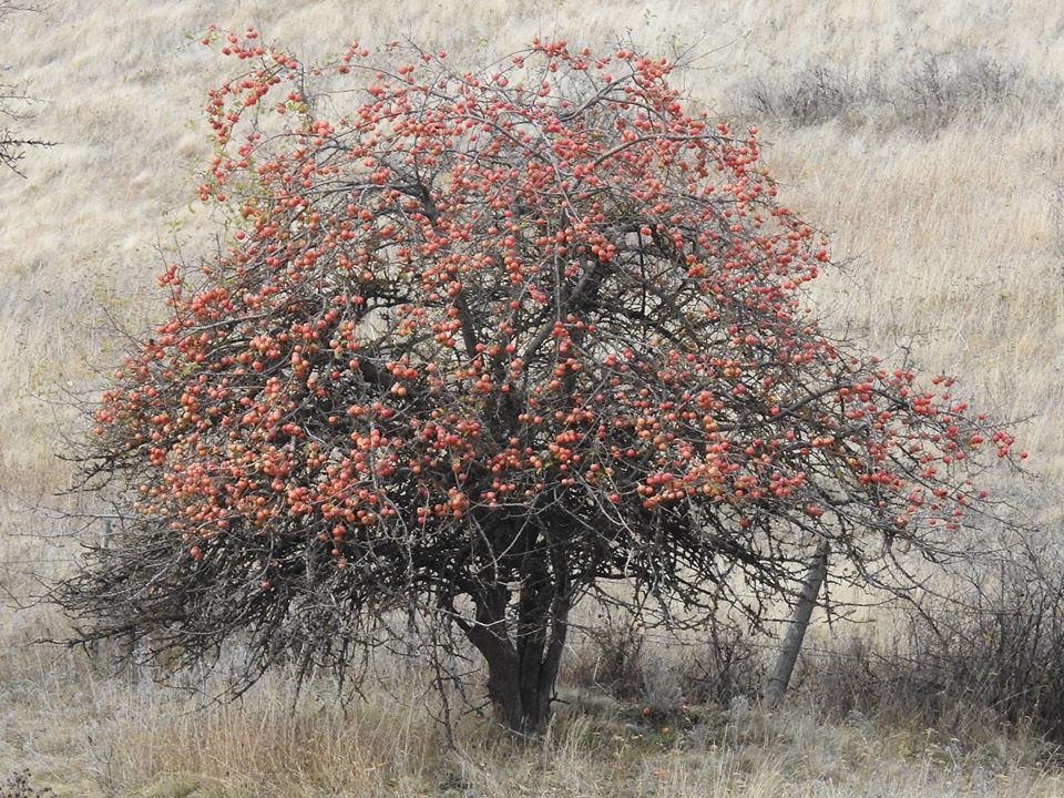 Lost Apple Varieties US