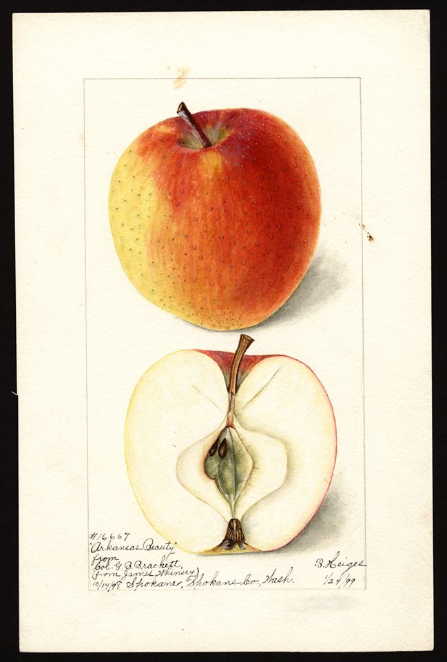 forgotten Apple varieties