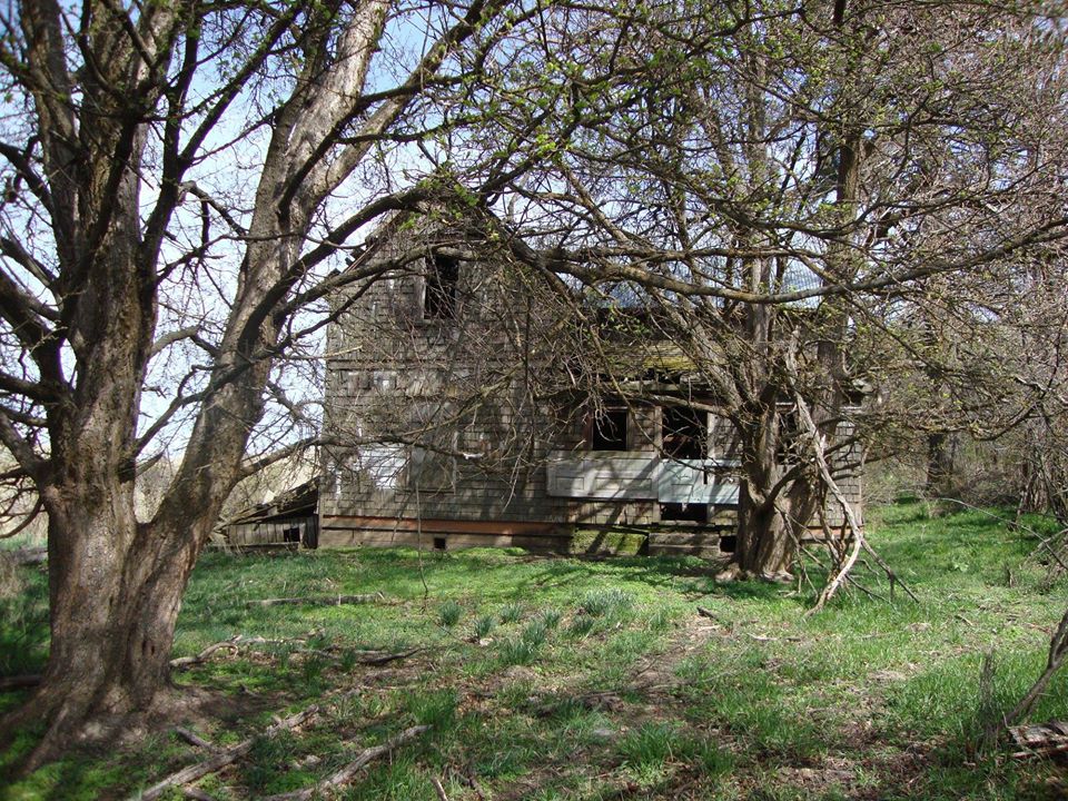 old homstead apples