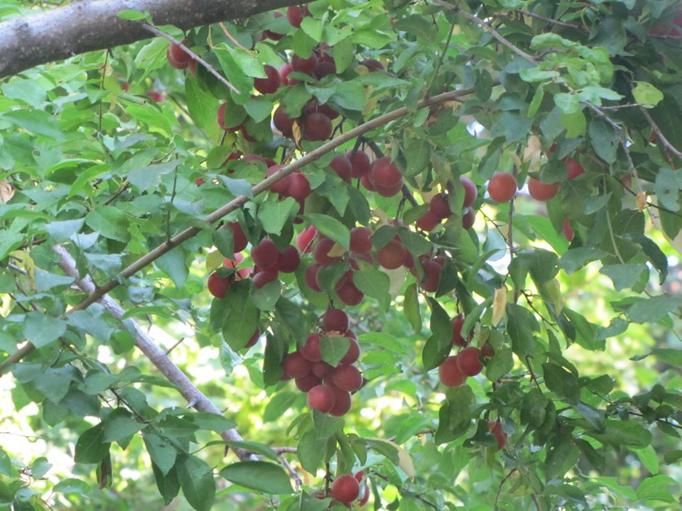 pioneer apple varieties