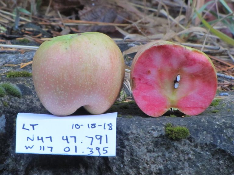 This Oregon Conservancy Is Helping Identify Rare Apple Varieties Lost To