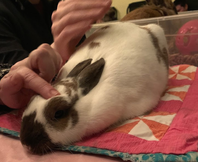 How long did it take you for your rabbit to warm up to you? Getting  pets/cuddling? : r/Rabbits