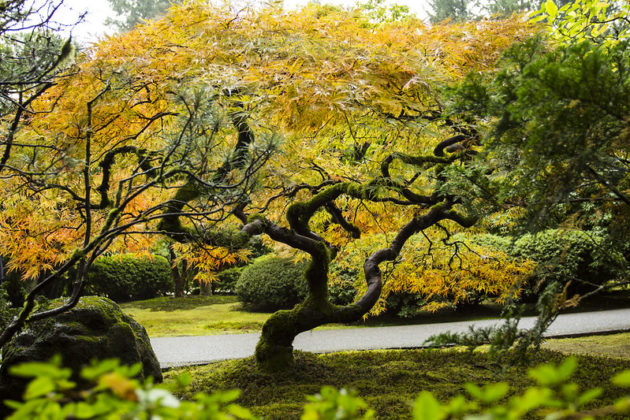 Take A Virtual Tour Through This Famous Japanese Garden In Oregon