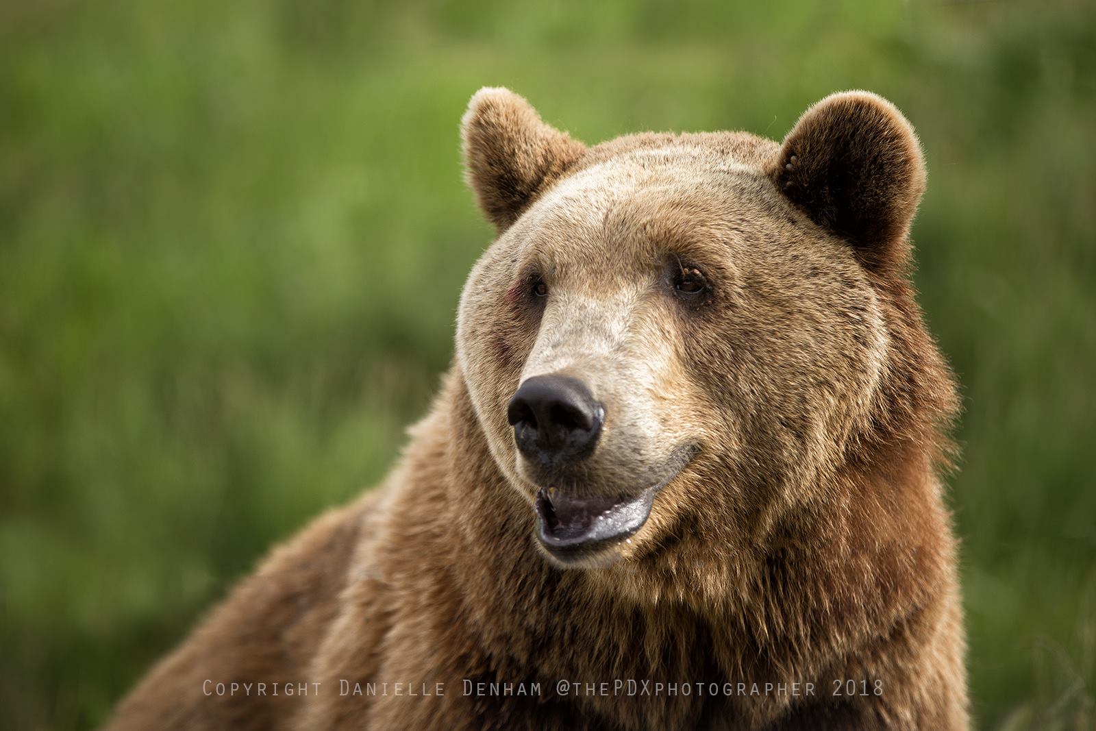 wildlife safari oregon