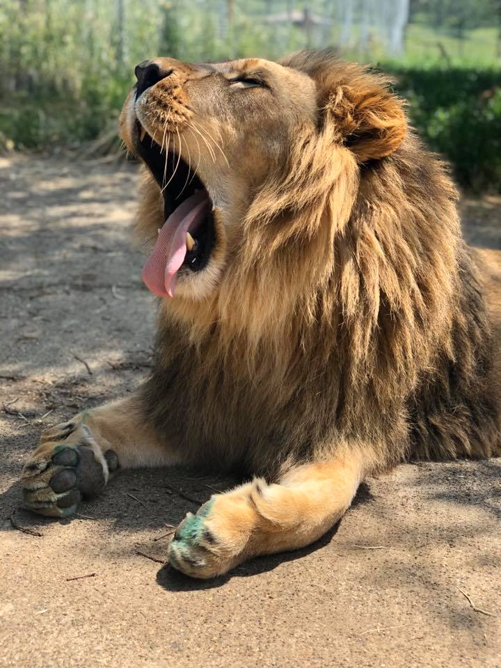 Exploring The 600-Acre Oregon Wildlife Safari Park