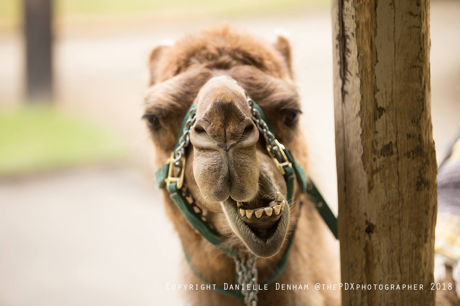 drive thru safari oregon