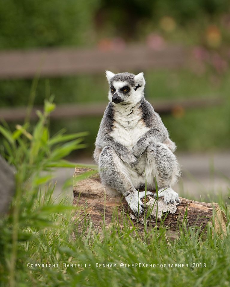 Wildlife Safari, Winston Oregon, Top Zoos, Conservation, Best Places to Visit Oregon, Family Fun, Free-Roaming Animals, Support A Great Zoo, Animal Welfare