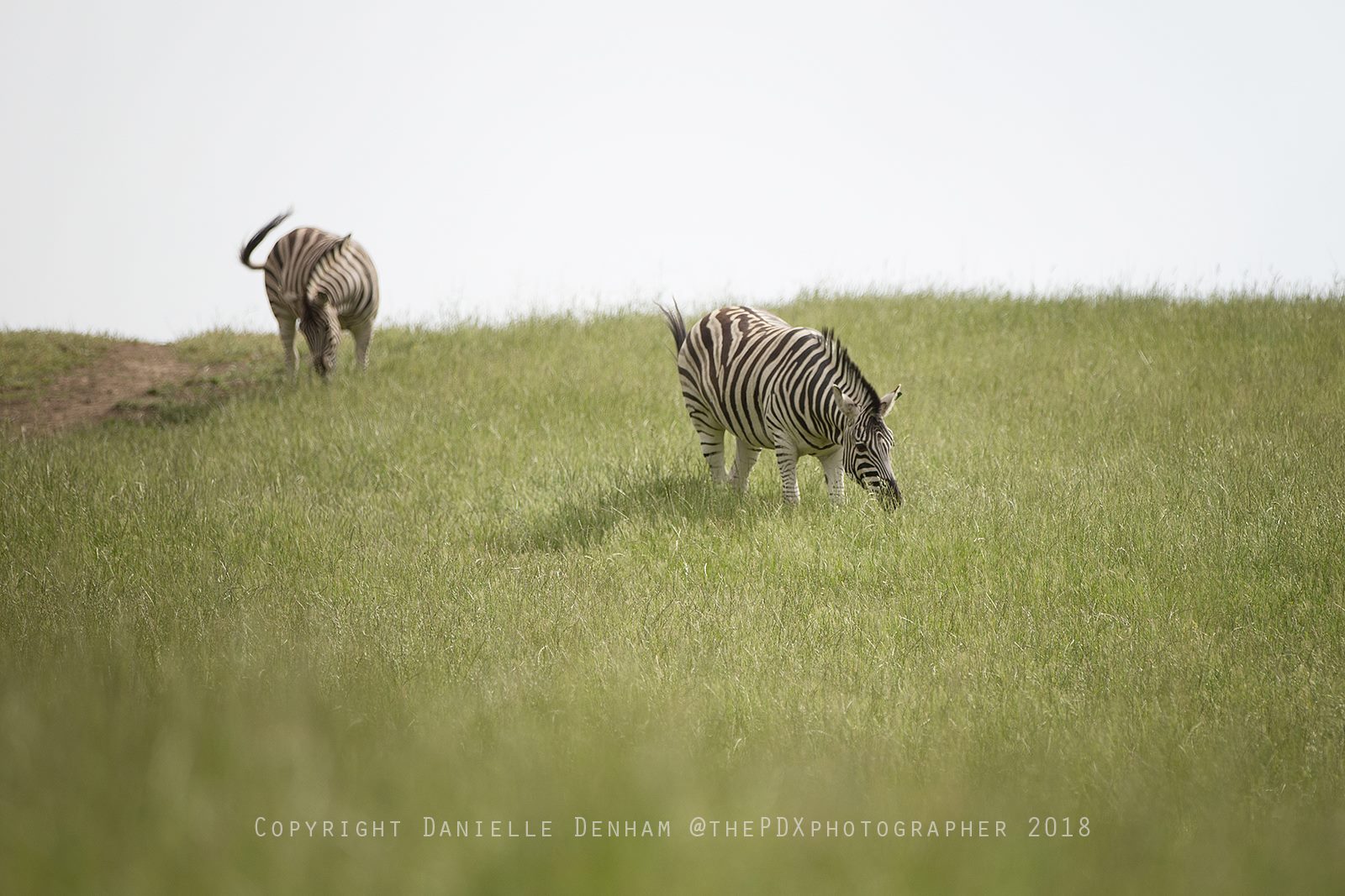 zebras wildlife safari