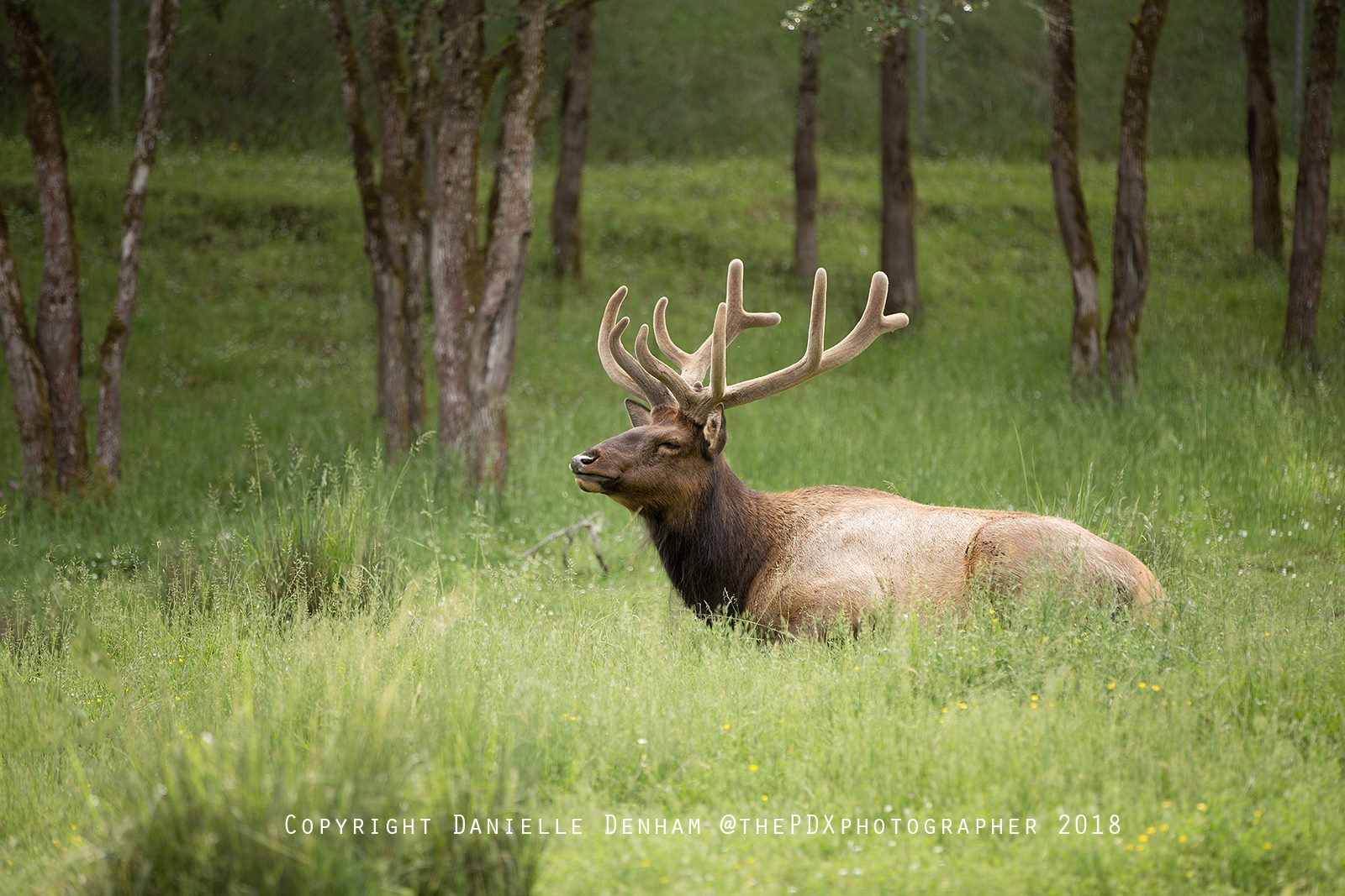 wildlife safari in roseburg oregon