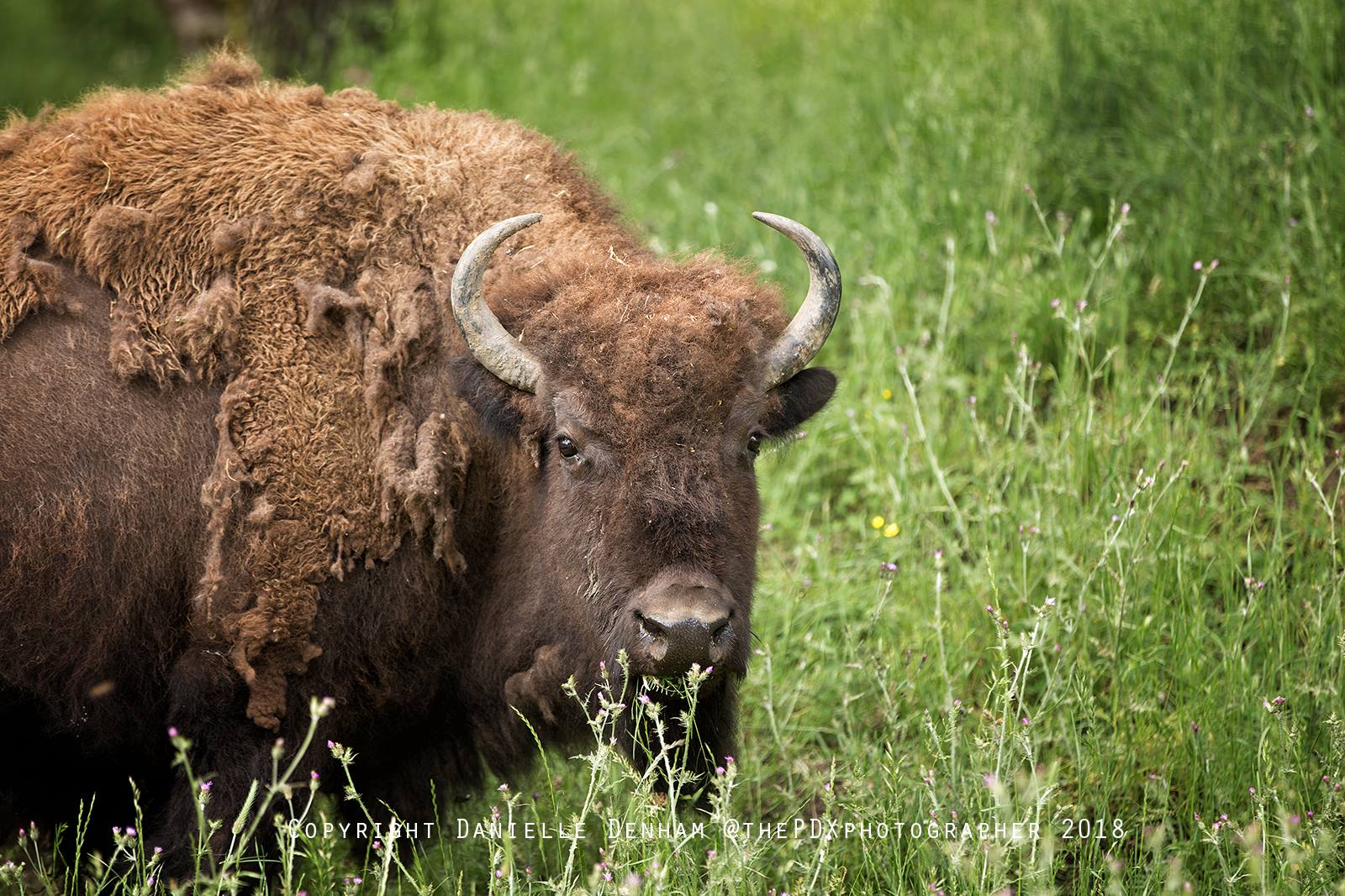 wildlife safari in roseburg oregon