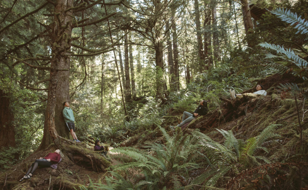 Lush forest around Salishan Coastal Lodge, salishan aerial adventure park, new ziplines, 2023, 2024, the adventure collective, family fun, lincoln city, oregon coast, things to do