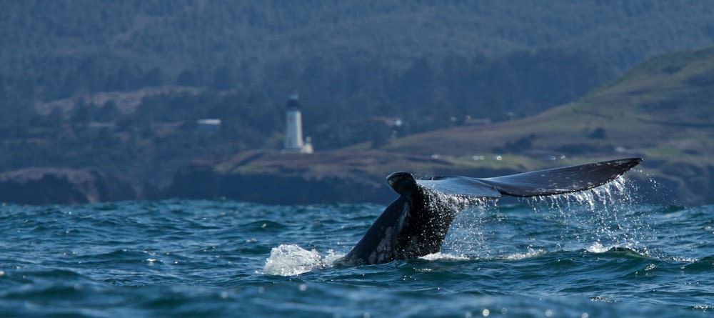 see whales, oregon, depoe bay