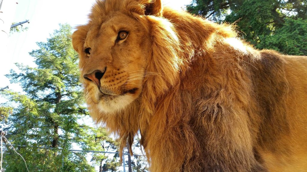 lion in bandon oregon