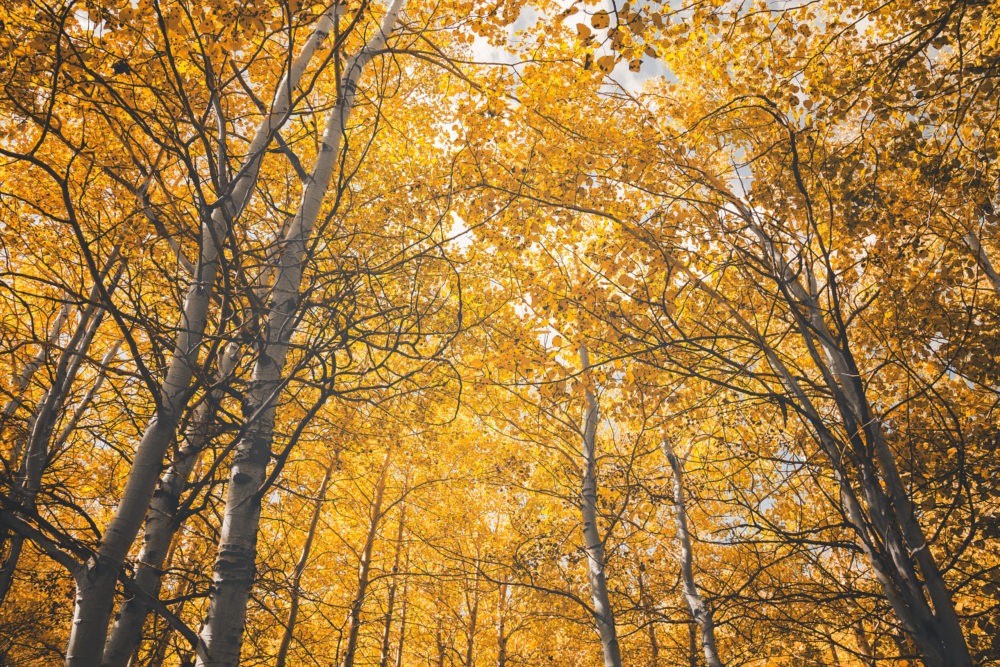 steens, aspen trees