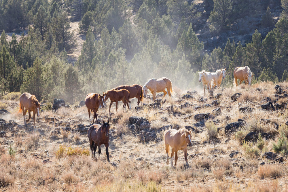 steens mountain oregon, wild horse herd