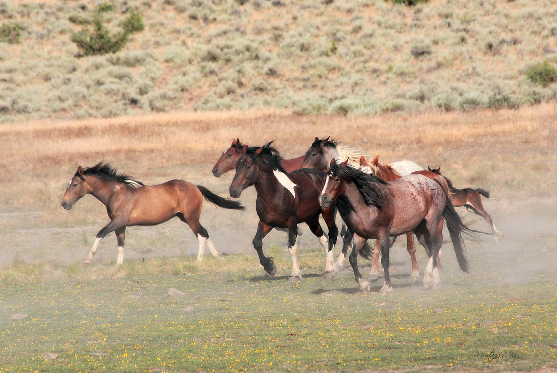 See Herds of Wild Horses in Oregon's Most Magnificent Backcountry ...