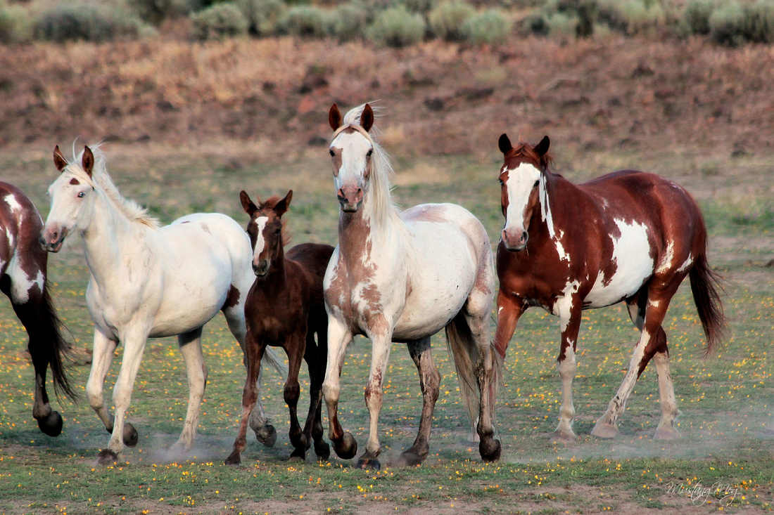 See Herds of Wild Horses in Oregon's Most Magnificent Backcountry ...