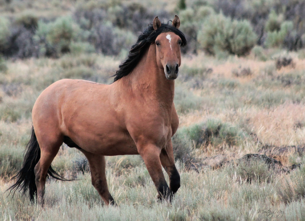 See Herds of Wild Horses in Oregon's Steens Mountain