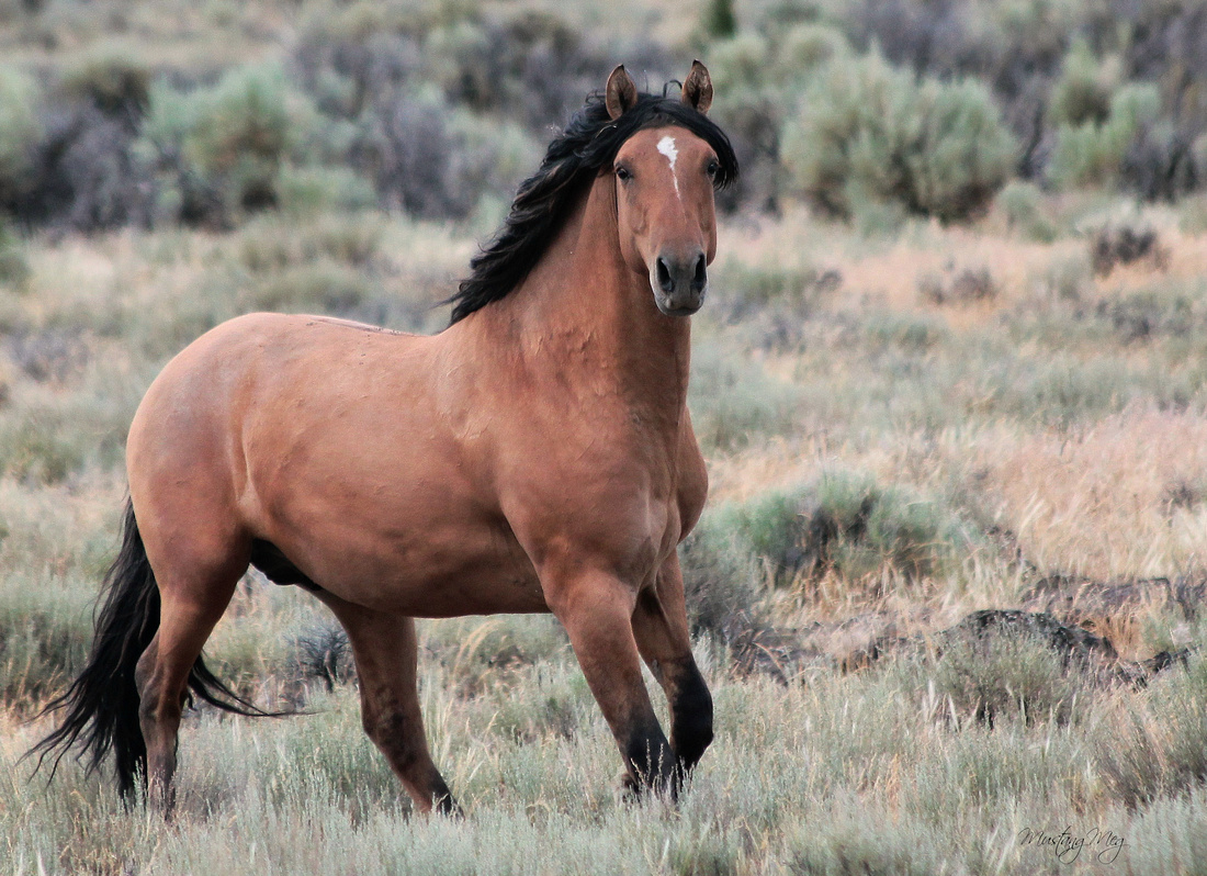 kiger mustang stallion