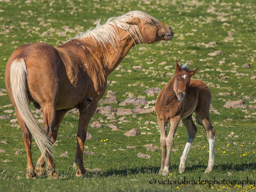 wild horses, 